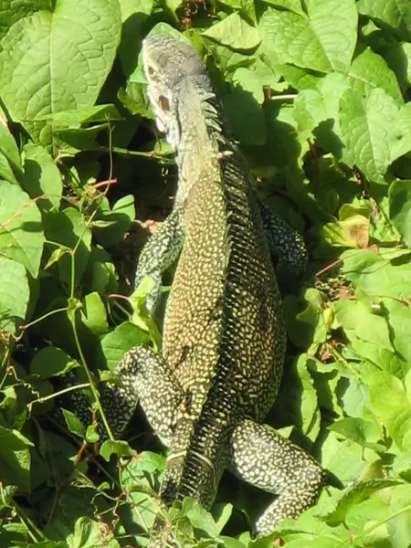Beau Reptile Iguane — Photo
