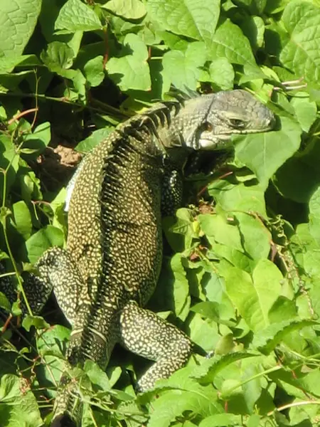 Egy Gyönyörű Hüllő Iguana — Stock Fotó