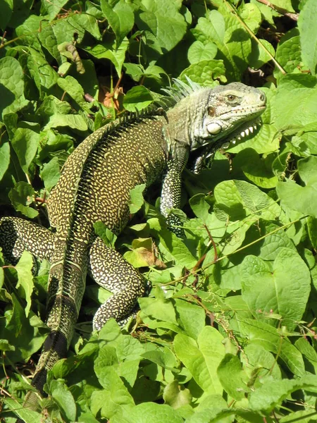 Belo Réptil Iguana — Fotografia de Stock