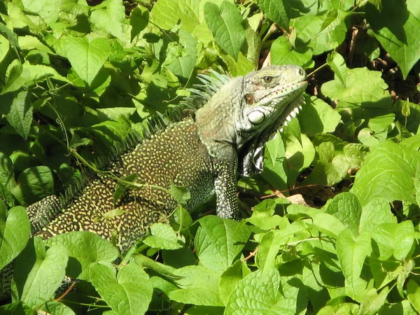 Egy Gyönyörű Hüllő Iguana — Stock Fotó