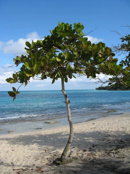 Strand Van Marie Galante Frans West Indië — Stockfoto