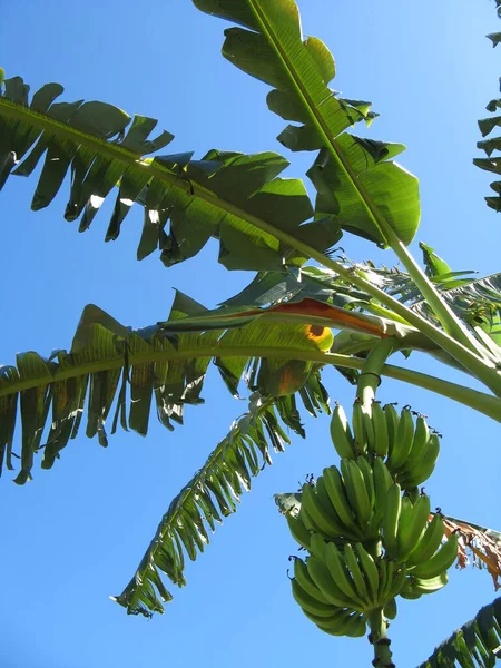 Χορτοφαγία Των Δυτικών Ινδιών Μπανάνα Δέντρο — Φωτογραφία Αρχείου