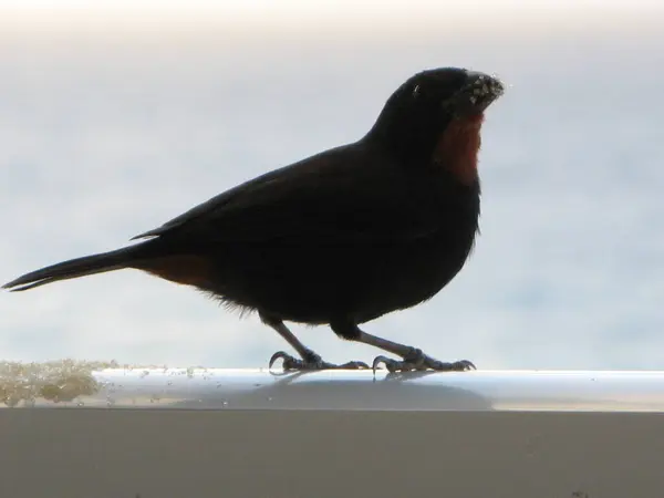 Ein Kleiner Karibischer Vogel — Stockfoto
