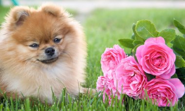 Pomeranian and pink roses