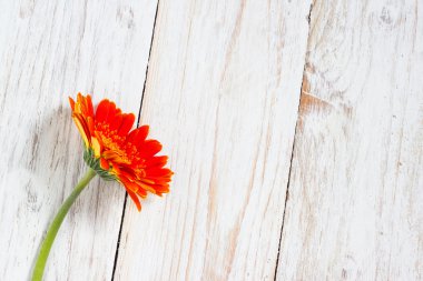 turuncu renkli gerbera çiçekleri