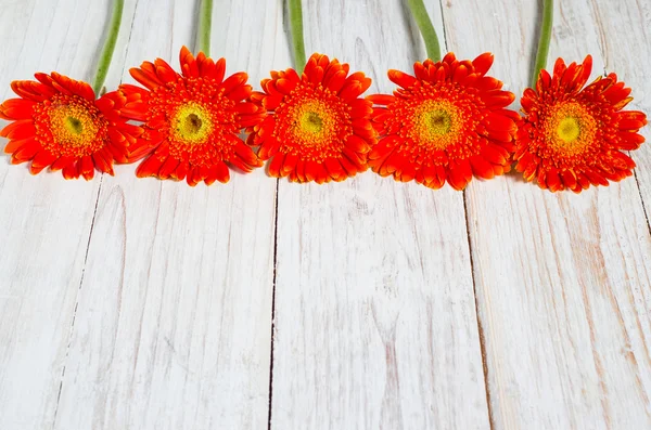 Flores de gerberas de color naranja — Foto de Stock