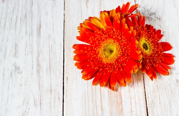 Flores de gerberas de color naranja — Foto de Stock