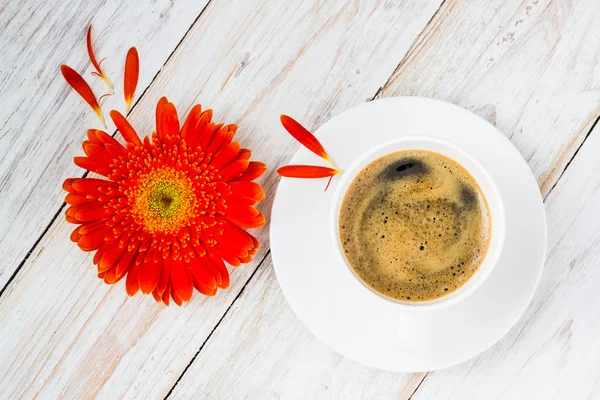 turuncu renkli gerbera çiçekleri