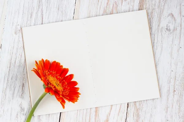 turuncu renkli gerbera çiçekleri