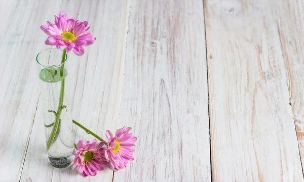 Flores rosadas — Foto de Stock