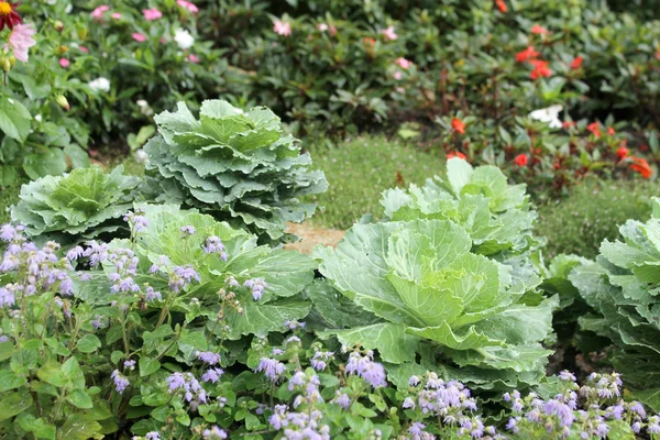 The cabbage for gardening — Stock Photo, Image