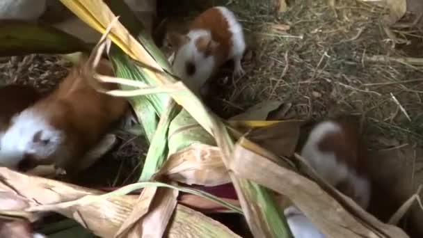 Když Přijdete Měli Byste Vědět Máme Farmy Kde Chováme Morčata — Stock video