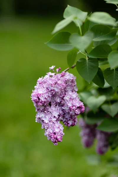 Garden Plant Lilac Flowers Green Leaves Close Blurred Green Background — Stock Photo, Image