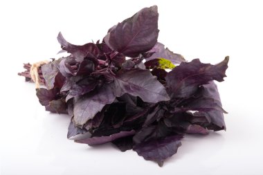 Küçük grup mor fesleğen yaprakları