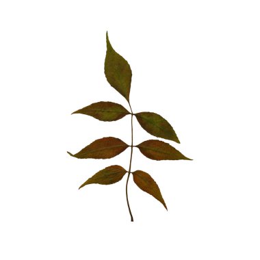 Beş dallı, kahverengi, turuncu ve yeşil yapraklı.