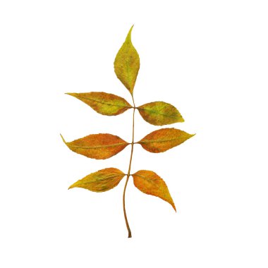 Beş dallı, kahverengi, turuncu ve yeşil yapraklı.