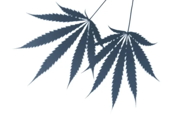 大麻叶的阴影的顶部被白色背景隔离在手上 大麻植株 最小背景 单色主题 — 图库照片