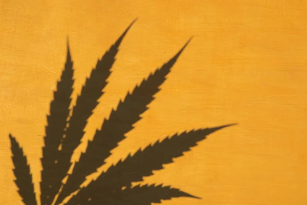 Ovanifrån Cannabis Marijuana Löv Skugga Gul Trä Bakgrund Hampväxt Minimal — Stockfoto