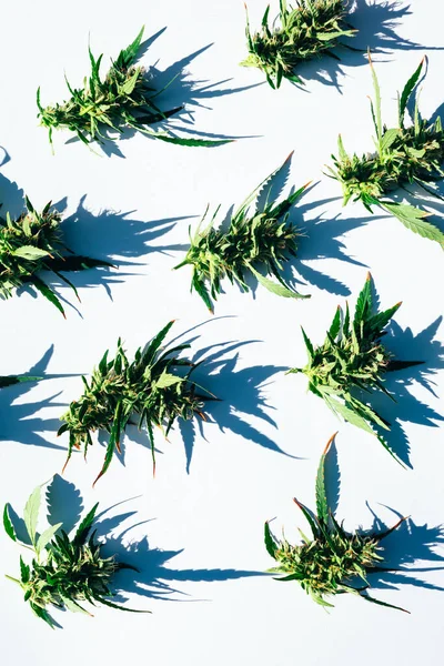Taze yeşil ot marihuana tomurcukları ya da beyaz arka planda çiçekler. Dikey resim.