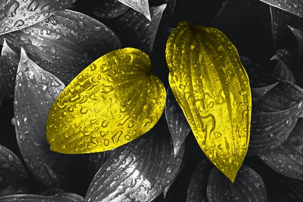 Жовтого Кольору Красиві Мокрі Свіжі Листя Рослини Краплями Дощу Сірому — стокове фото