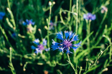 Cornflower Centaurea scabiosa ya da daha büyük yabani mavi çiçekler. Çiçek arkaplan. Yaz ya da bahar konsepti.