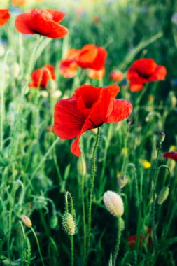 Kırmızı gelincikli papaver rhoeas çiçeklerinin doğal yeşil çimen arka planında yakın plan. Çiçek arkaplan. Yaz bahar konsepti. Dikey resim.