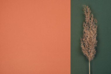 Terracotta kırmızı ve yeşil arka planda kuru otlar. Boşluğu kopyala.