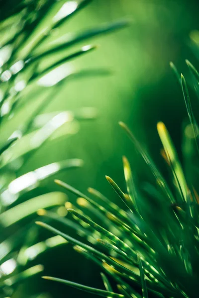 Gros plan macro des aiguilles de sapin vert ou de pin au soleil. Contexte naturel abstrait. — Photo