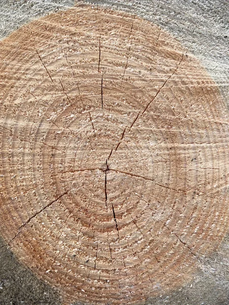 Holz natürlichen trockenen Baum Hintergrund. — Stockfoto
