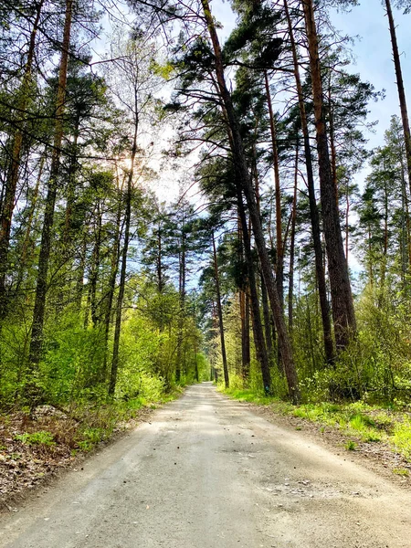 Strada alberata vuota per la foresta. — Foto Stock