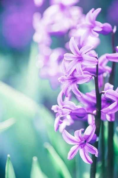 Zamknij makro widok piękny fioletowy hiacynt kwiat nad liliowym tle. — Zdjęcie stockowe