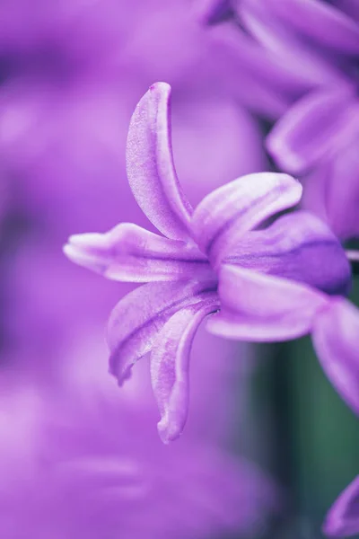 Zavřít makro pohled na krásné fialové fialové hyacinth květiny přes šeříkové pozadí. Stock Fotografie