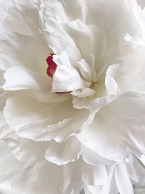 Çiçek yaprakları beyaz şakayık doğal arkaplan