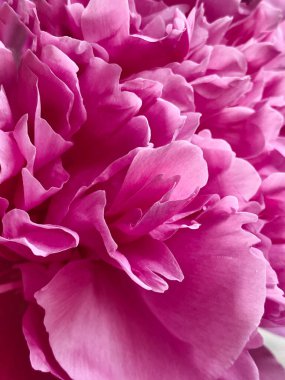 Çiçek yaprakları pembe şakayık doğal arka plan