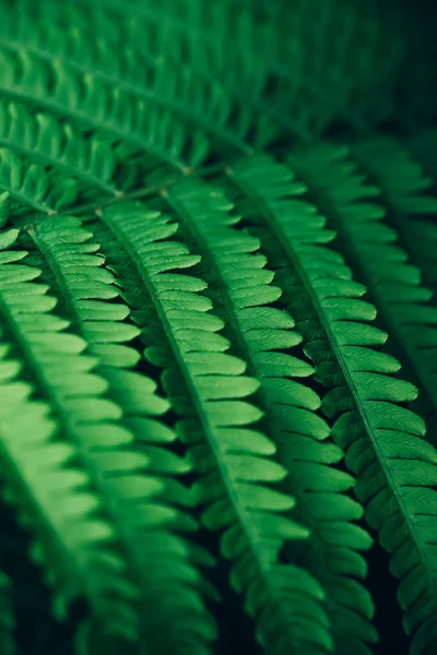 Macro vue de beau fond de feuille de fougère vert frais. — Photo