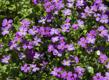 Small violet flowers clipart