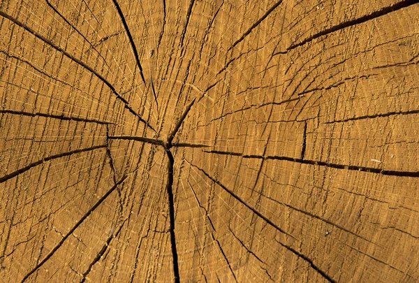 Wood texture of cutted tree — Stock Photo, Image