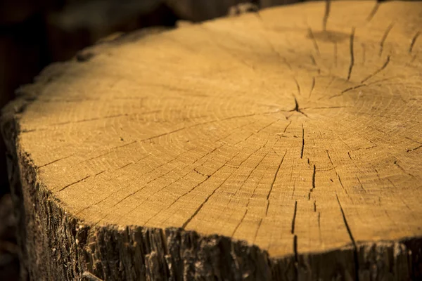 Wooden stump — Stock Photo, Image