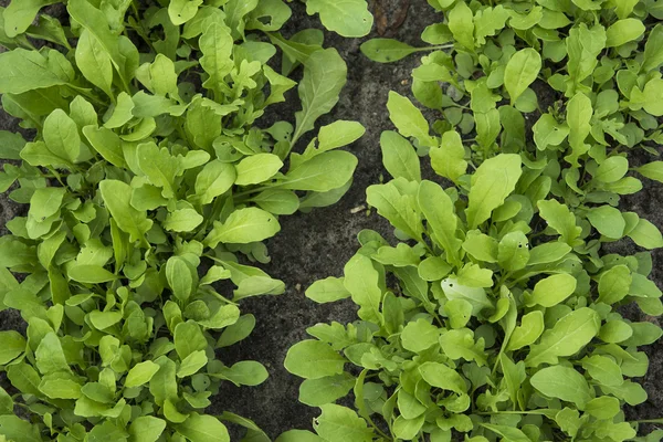 Rucola wächst im Garten — Stockfoto
