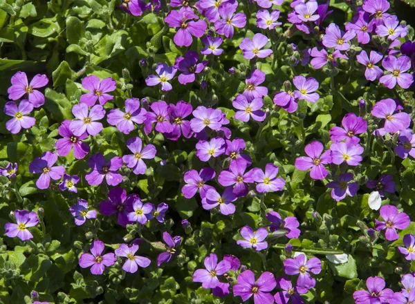 Små violetta blommor — Stockfoto