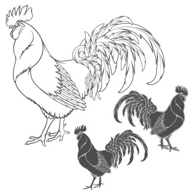 Horoz veya horoz el çizilmiş kroki. İzole vektör nesneleri