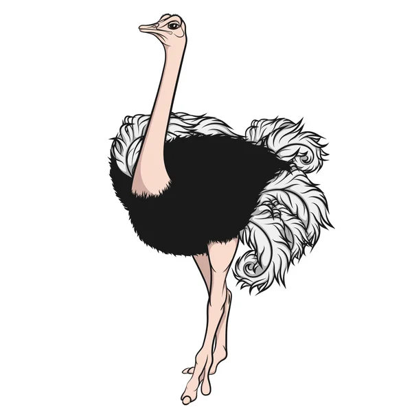 Ilustración a color de un avestruz. Vector objeto aislado — Vector de stock