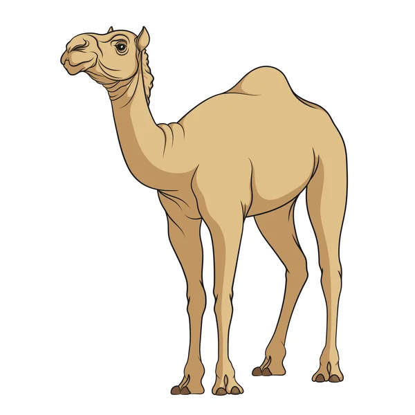 Imagem vetorial colorida de um camelo. Objeto isolado em um branco — Vetor de Stock
