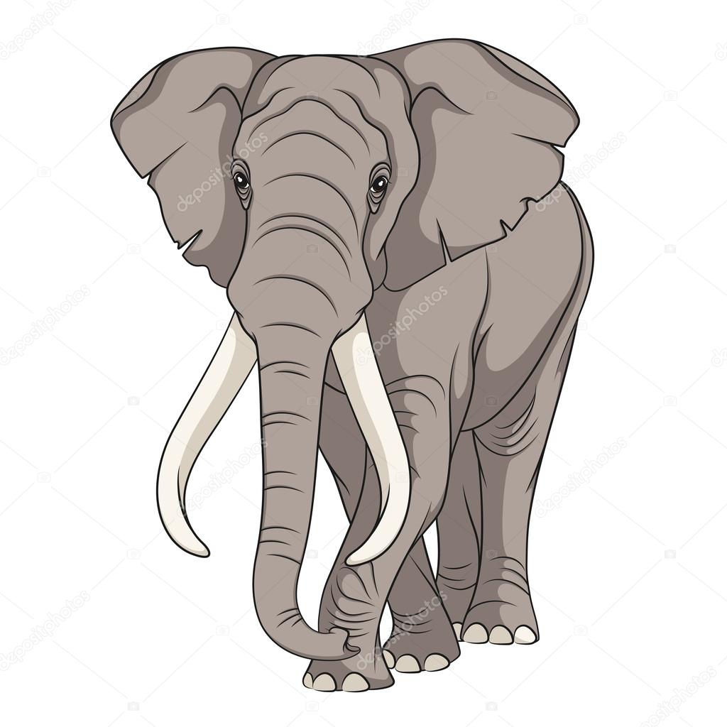 Color vector image of an elephant. Isolated object