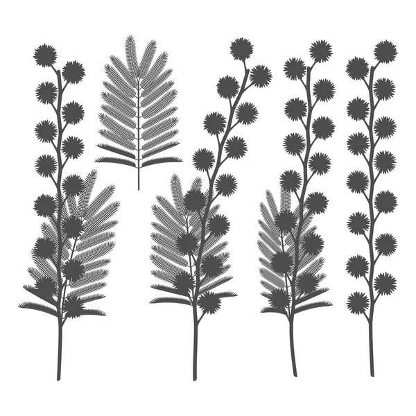 Σύνολο Ασπρόμαυρων Εικονογραφήσεων Λουλούδια Μιμόζας Μεμονωμένα Διανυσματικά Αντικείμενα Λευκό Φόντο — Διανυσματικό Αρχείο