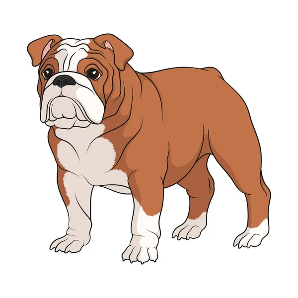 Ilustración Color Bulldog Inglés Blanco Marrón Objeto Vectorial Aislado Sobre — Archivo Imágenes Vectoriales