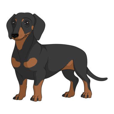 Siyah ve kahverengi dachshund köpekli renk çizimi. Beyaz arkaplandaki izole vektör nesnesi.