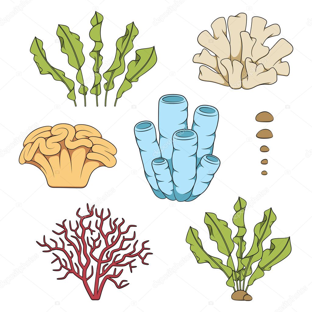 Set of color illustrations with corals and algae. Isolated vector objects on a white background.