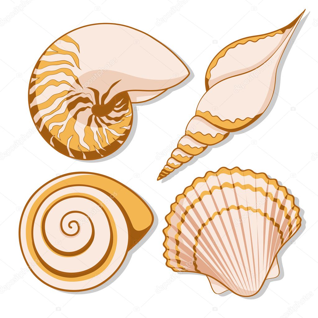 Set of color graphic sea shells.