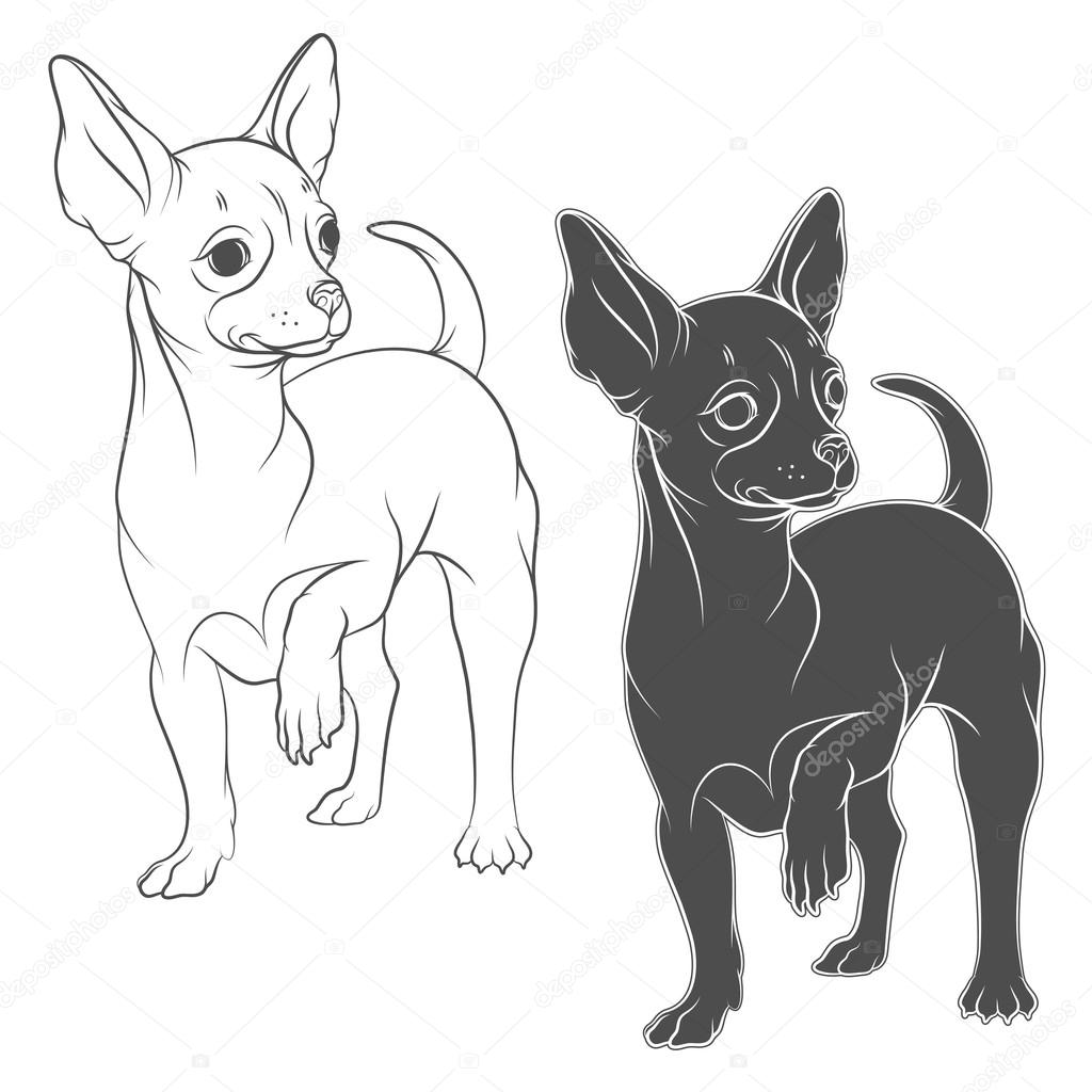 Vector Drawing Of A Chihuahua Isolated Objects On A White Background Vector Image By C Rizik Pic Vector Stock